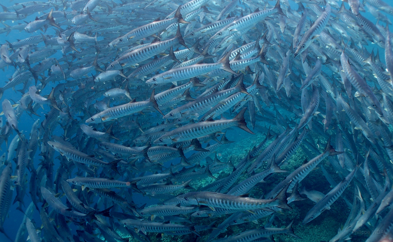 Sipadan_2015_Barracudas a nageoires noires_Sphyraena qenie_IMG_2932_rc.jpg